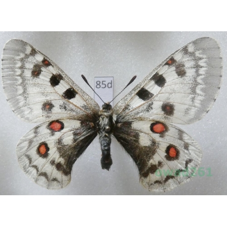 Parnassius tianchanicus griseldis Bryk & Eisner, 1935 Pakistan85d